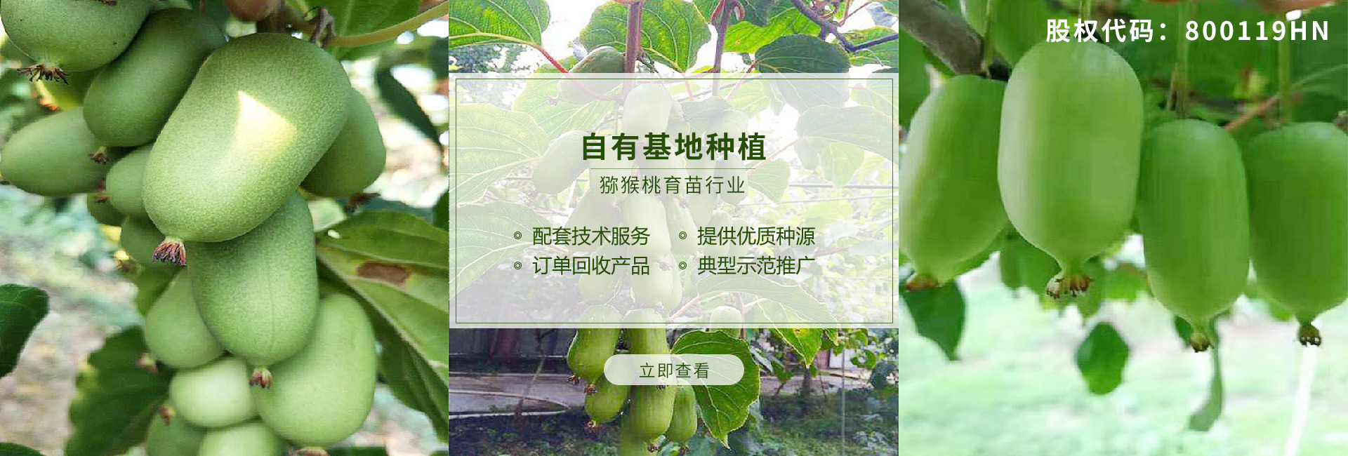 獼猴桃產(chǎn)業(yè)鏈優(yōu)勢